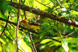 /western tanager