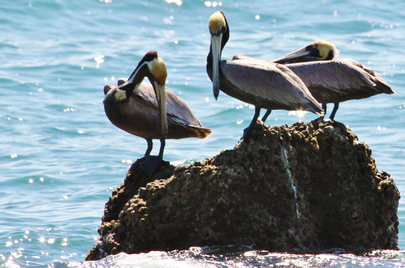 Beautiful pelicans of Costa Rica