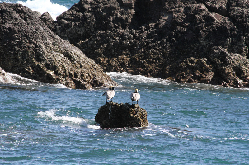 /pelicans enjoying the rock