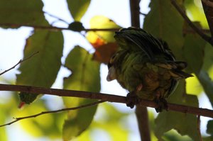 Orange Fronted Parakeet