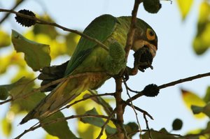 Orange Fronted Parakeets near the beach