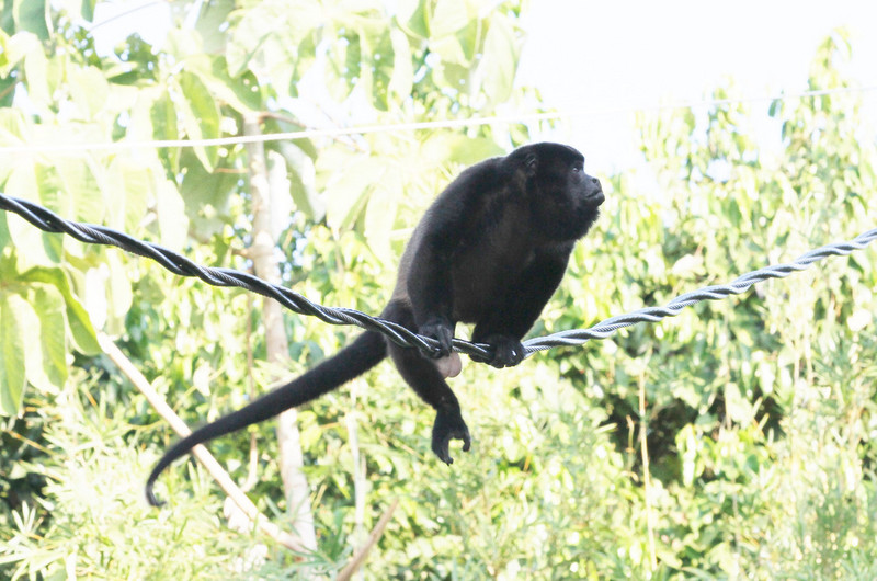 Monkeys cross on electrical high wire