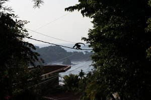 Monkeys cross on electrical high wire