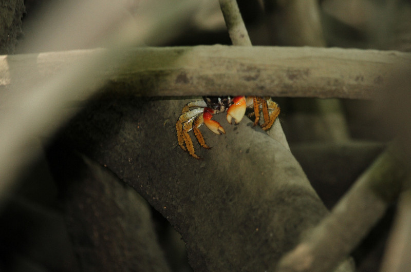 Secret life of mangrove crabs