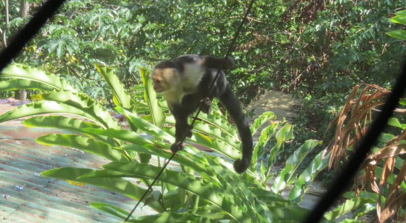 capuchin monkey up to mischief