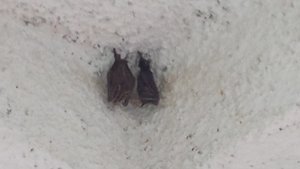 little bats of Casa Buena Vista