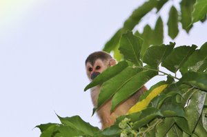 Peek a boo squirrel monkey