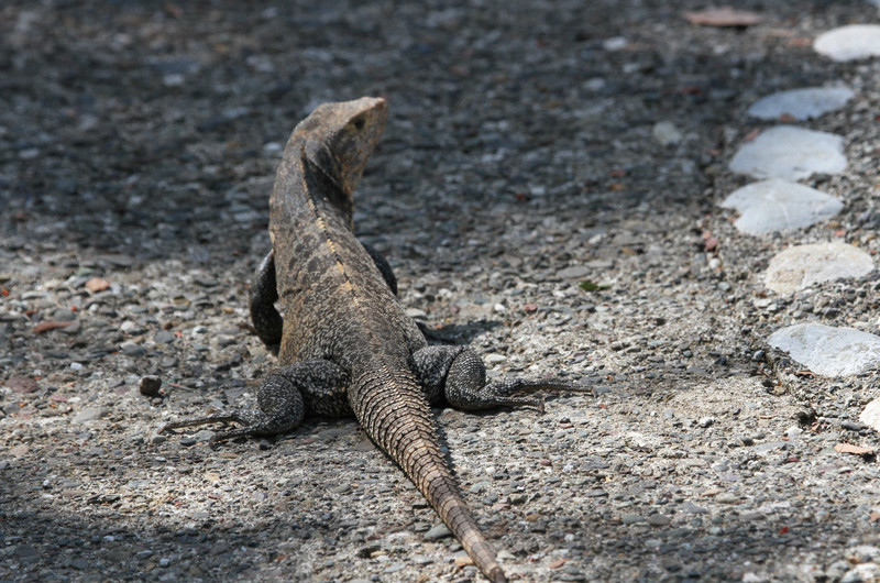 Unique Iguana knobby tailed?