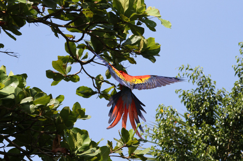 Scarlet Macaw feeding in the almond trees