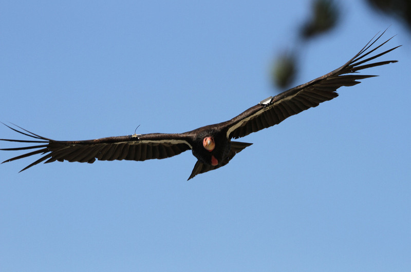 condor getting ready to land in tree