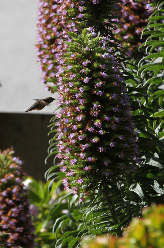 hummingbird on the flower