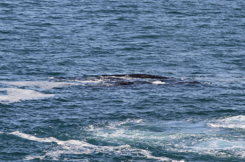 whales off the headlands!