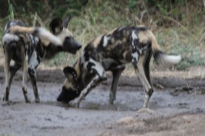 African Painted Wolves !!!