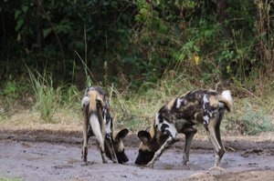 African Painted Wolves !!!