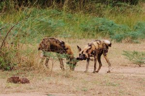 Wow, there the Wild Dogs are again!