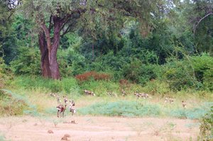 Large pack of wild dogs! Counted 14, some say 19