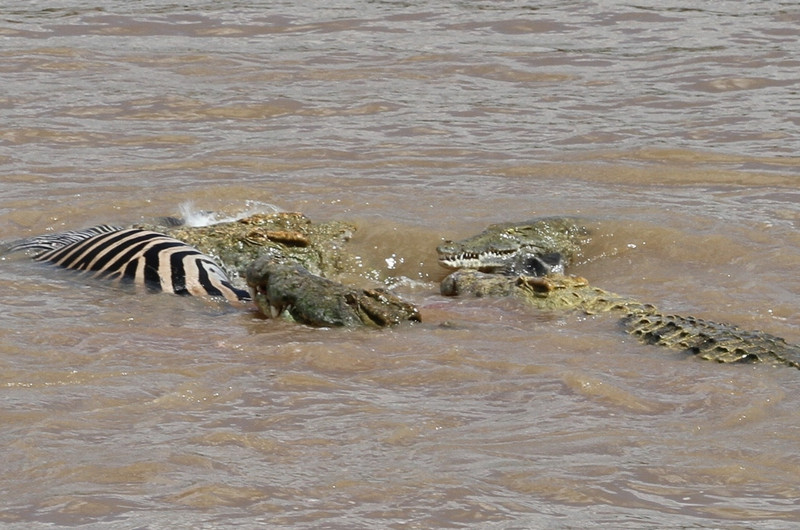 Zebra attacked by Crocodiles at Wildlife Camp
