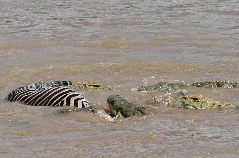 Zebra attacked by Crocodiles at Wildlife Camp