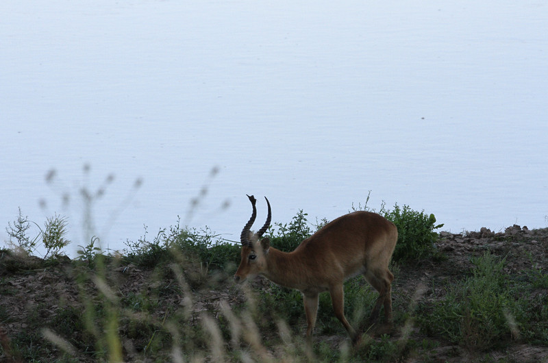 peaceful scene of impala on the grass below us