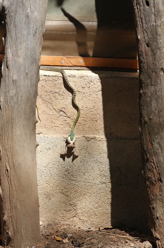 View to a kill, spotted bush snake eats frog