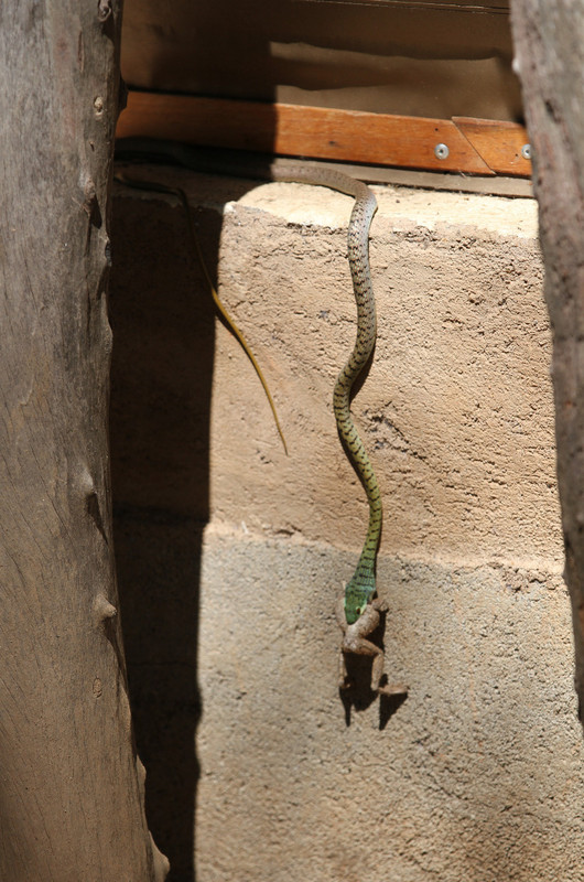View to a kill: spotted bush snake eats frog