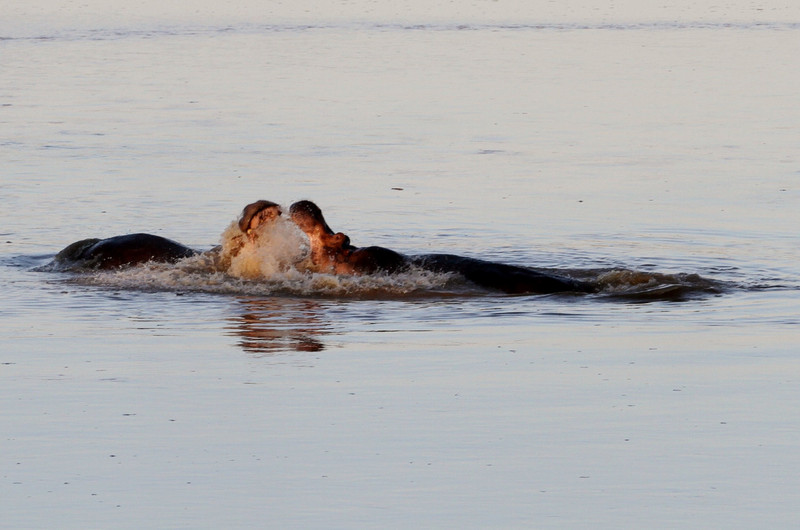 Hippos fight for territory as river recedes daily