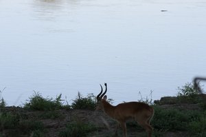 impala having a nice feed