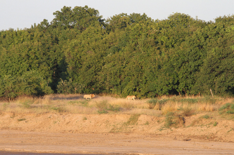 Mating pair of lions across river from camp!