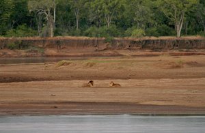 Mating pair of lions across river from camp!