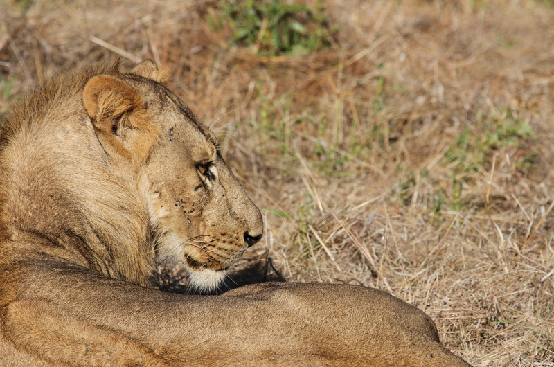 two female and one male lion 