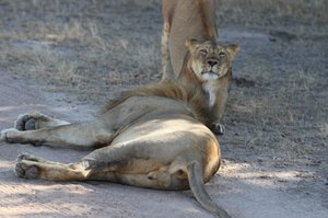 Morning Safari  mating pair resting