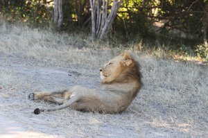Morning Safari now resting