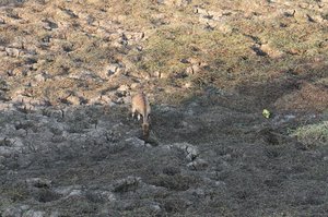 A View to a Kill: Puku DOA, Leopard, Hyenas, CROCS