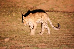 A View to a Kill: Puku DOA, Leopard, Hyenas, CROCS