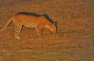 A View to a Kill: Puku DOA, Leopard, Hyenas, CROCS