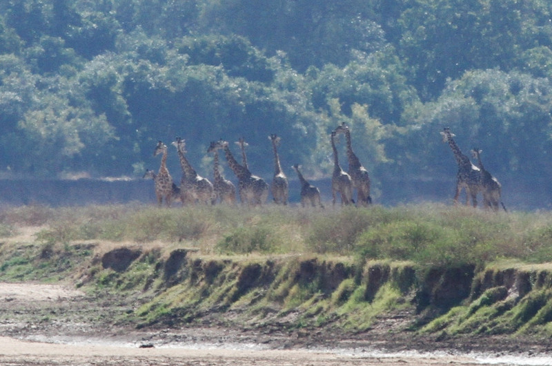 Timid Giraffe gathering on sand bank &#39;Sahara&#39;