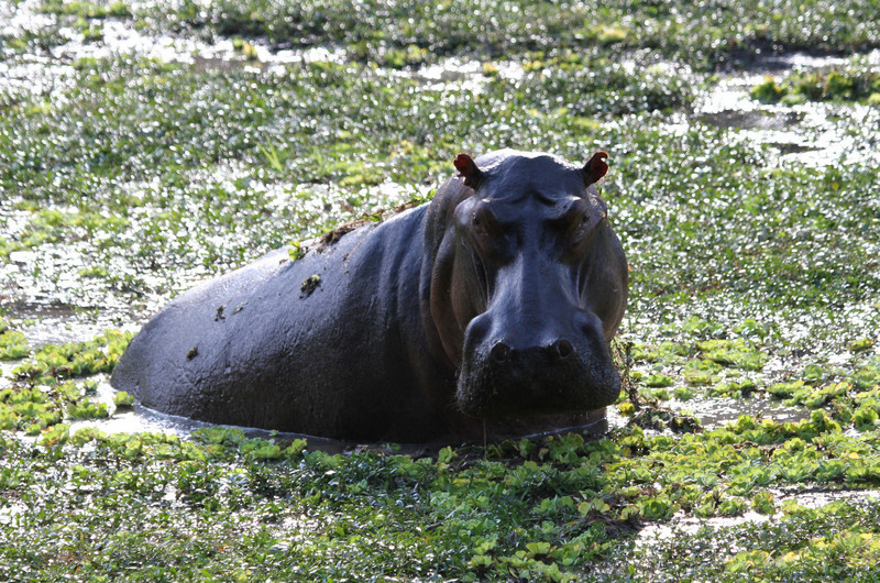 Whoa, surprise, far from the river a lone hippo