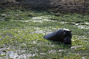 Whoa, surprise, far from the river a lone hippo