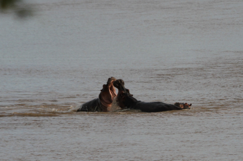 Another Amazing Hippo Fight as River Recedes