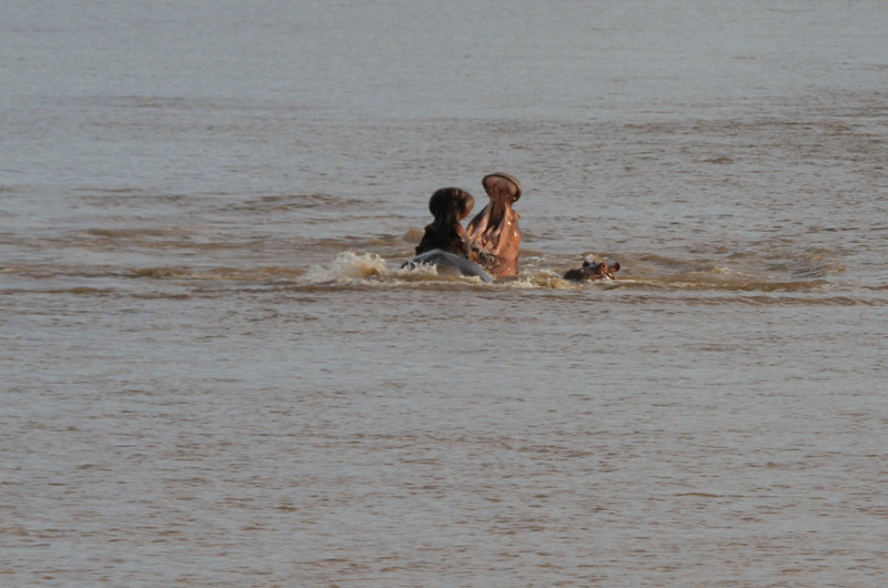 Another Amazing Hippo Fight as River Recedes