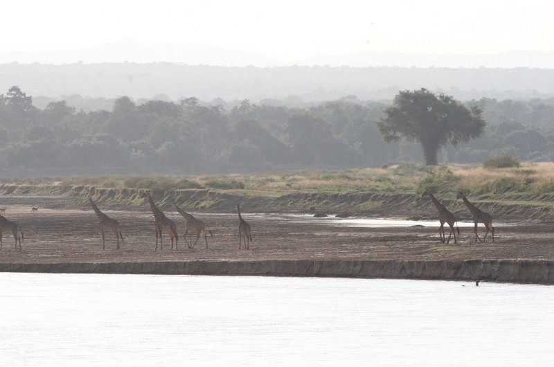 Giraffe out on the &#39; Sahara &#39; river bed