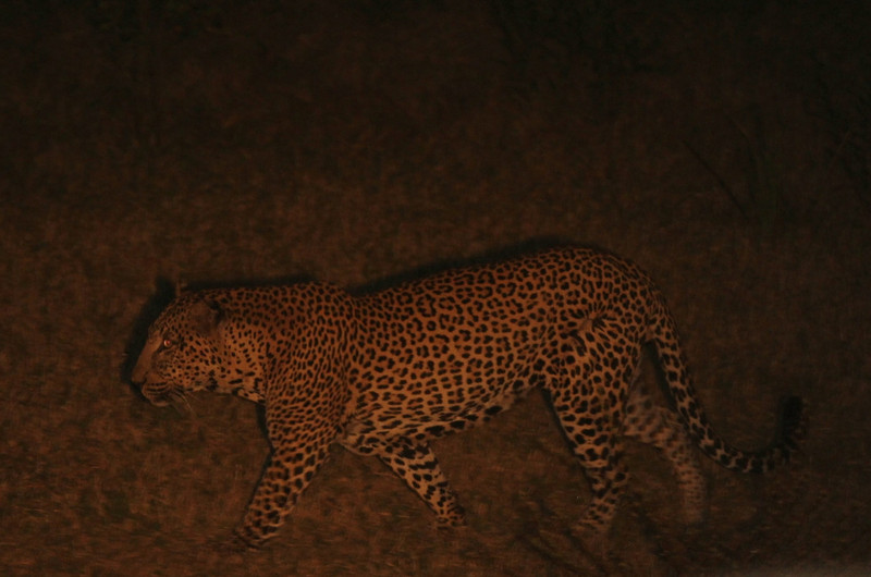 A Three Leopard Night !