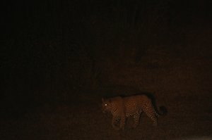 A Three Leopard Night !