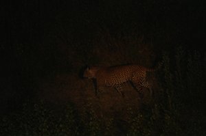 A Three Leopard Night !