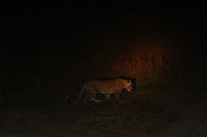 A Three Leopard Night !