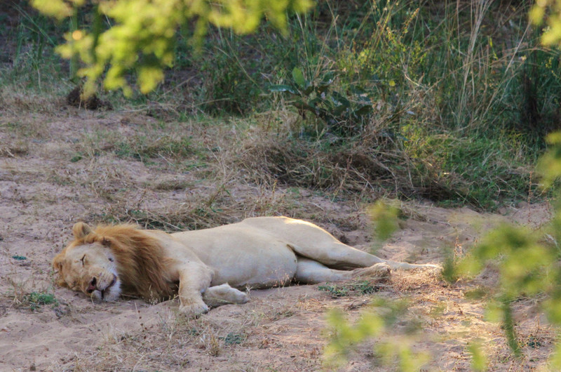 The Lion Sleeps Tonight : Finally, We See Ginger !