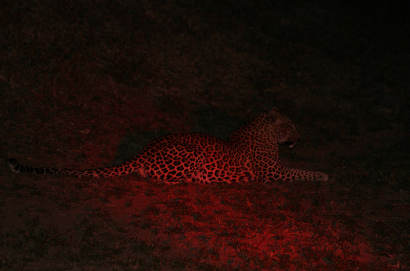 Leopard stalks in the night