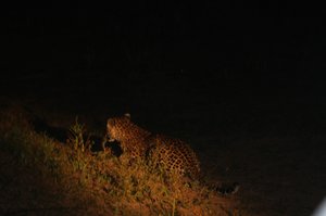 Leopard stalks in the night