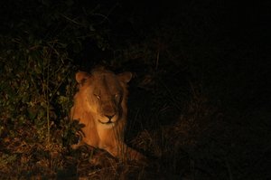 Safari at Night