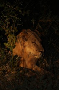 Safari at Night